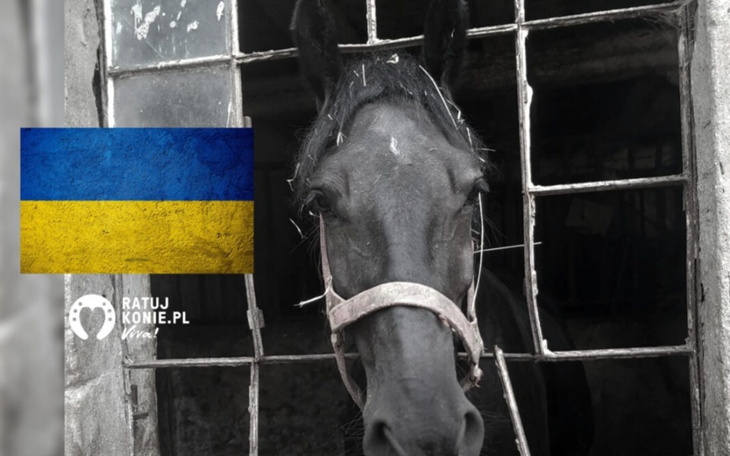 Zbiórka Koń z Ukrainy - zdjęcie główne