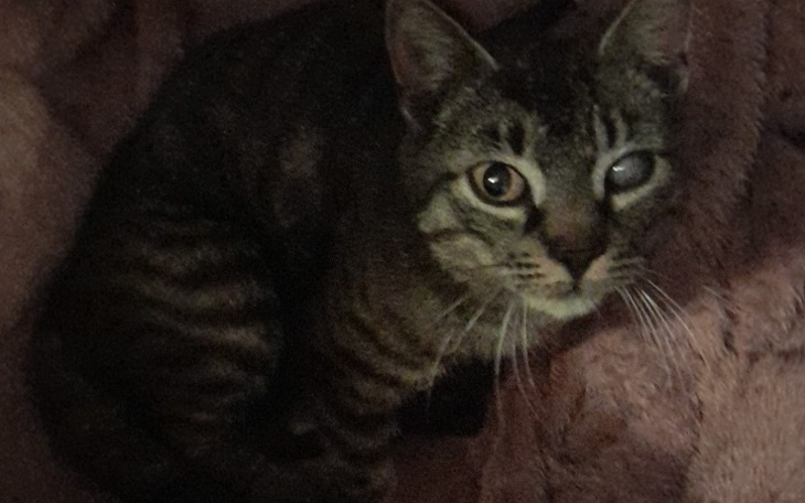 Zbiórka Chory kotek POMÓŻ - zdjęcie główne