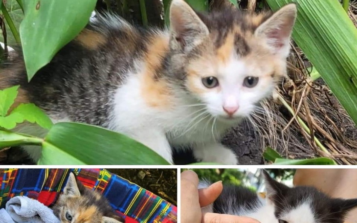 Zbiórka Zbiórka na bezdomniaczki i ich m - zdjęcie główne