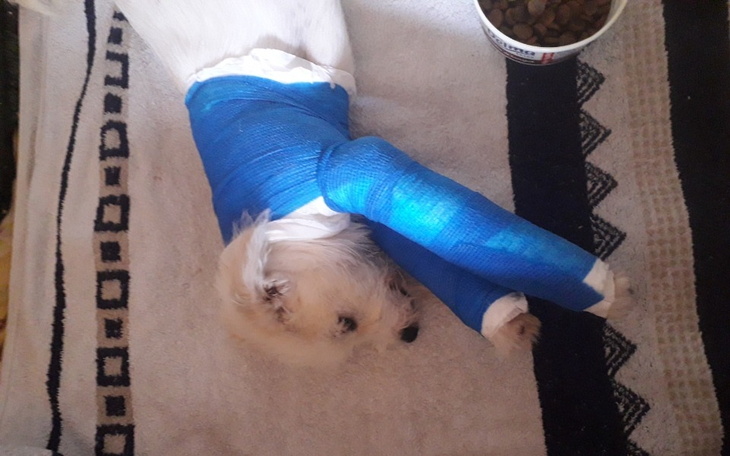 Zbiórka Walka o łapkę Rikusia - zdjęcie główne