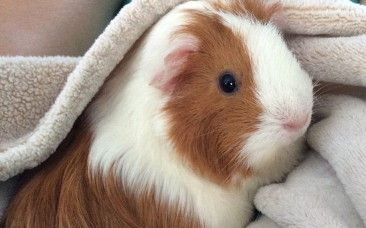 Zbiórka Lepsze życie luśki - zdjęcie główne