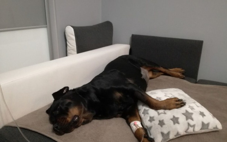 Zbiórka Leczenie Rottwaylerki Basty - zdjęcie główne