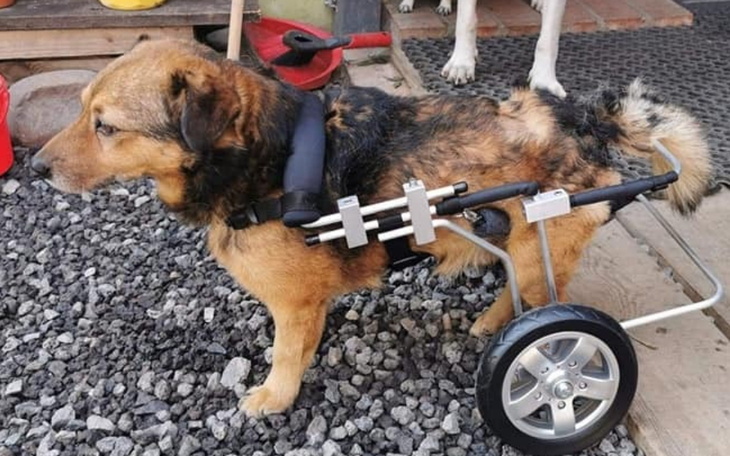 Pies z problemami zdrowotnymi, szuka pomocy.