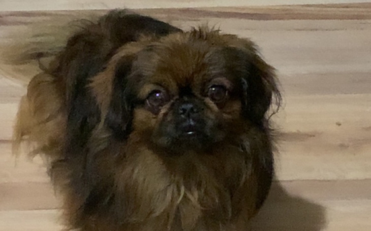 Mały pies rasy Pekingese z wyrazem twarzy.