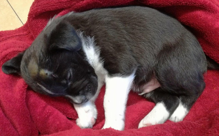 Zbiórka Operacja szczeniaka  Freddiego - zdjęcie główne