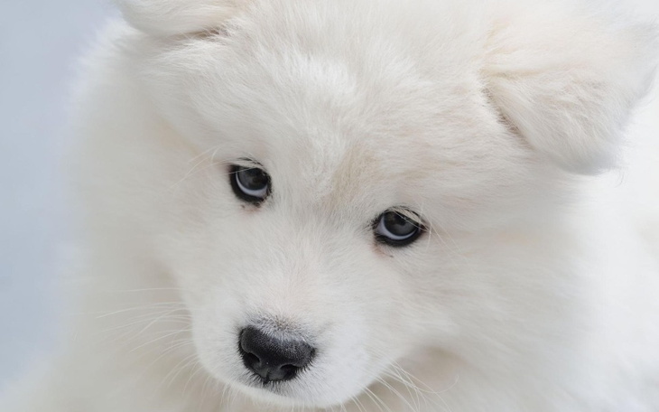 Zbiórka Marzenie od dziecka - Samoyed - zdjęcie główne