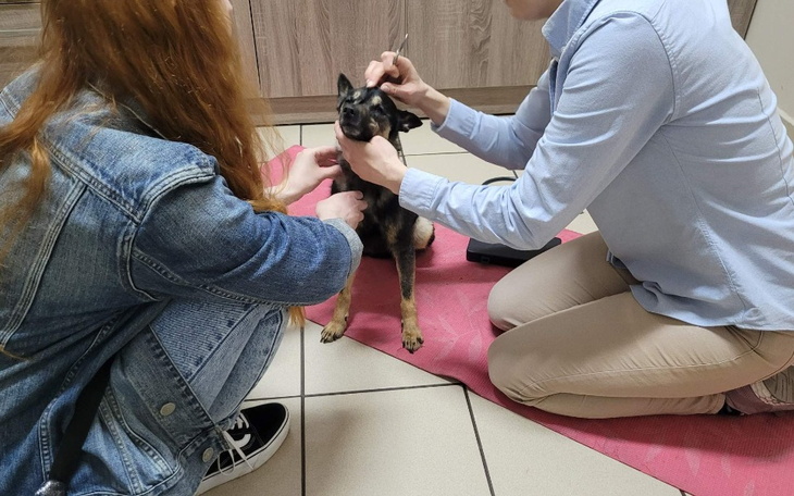 Zbiórka Stan Santi pogorszył się POMOCY - zdjęcie główne