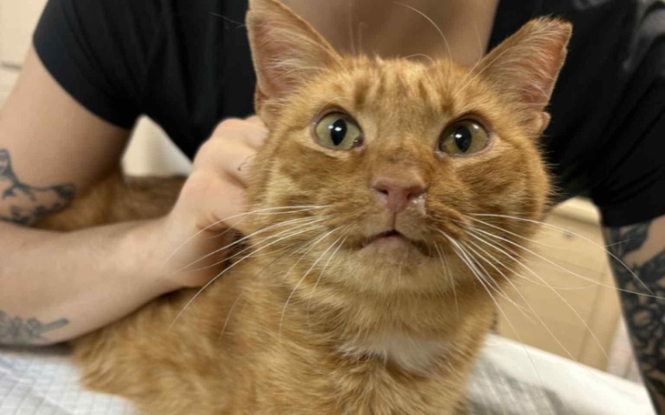 Rudy kot z dużymi oczami.