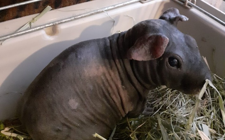 Zbiórka Łysolki błagają o pomoc - zdjęcie główne