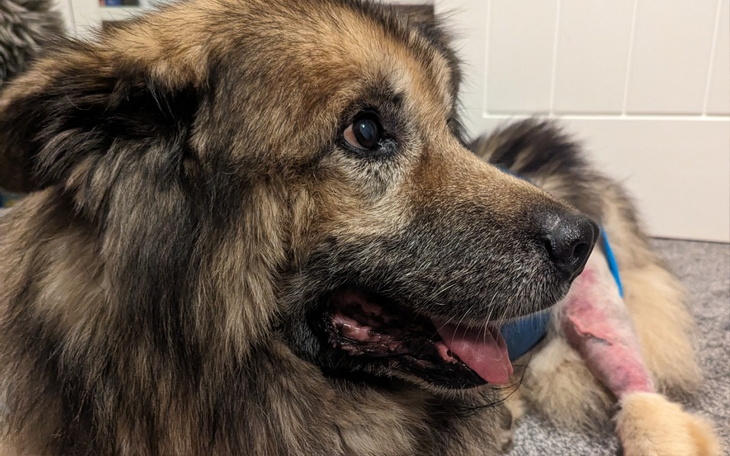 Zbiórka Hydroterapia Enzo - zdjęcie główne