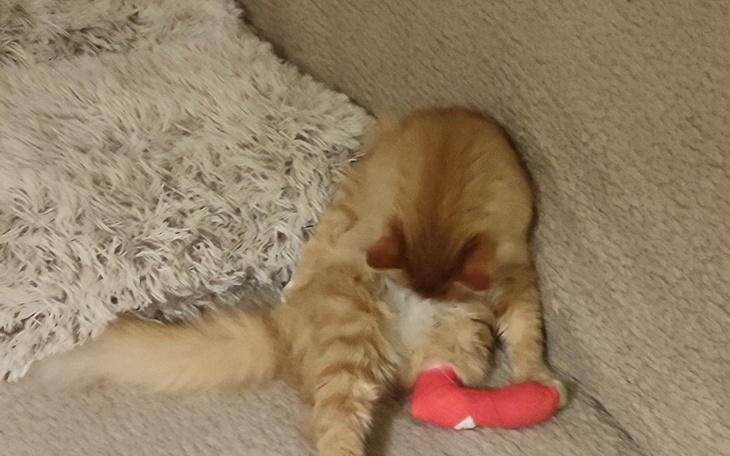 Zbiórka Ratujmy łapkę Luna - zdjęcie główne