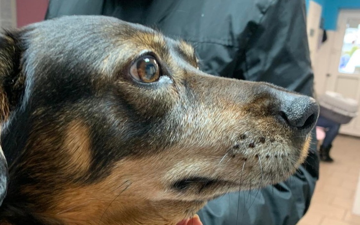 Zbiórka Ratunek dla suczki Puni - zdjęcie główne