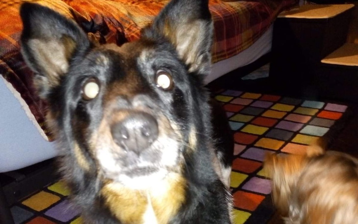 Zbiórka Dla adoptowanych pieskow - zdjęcie główne