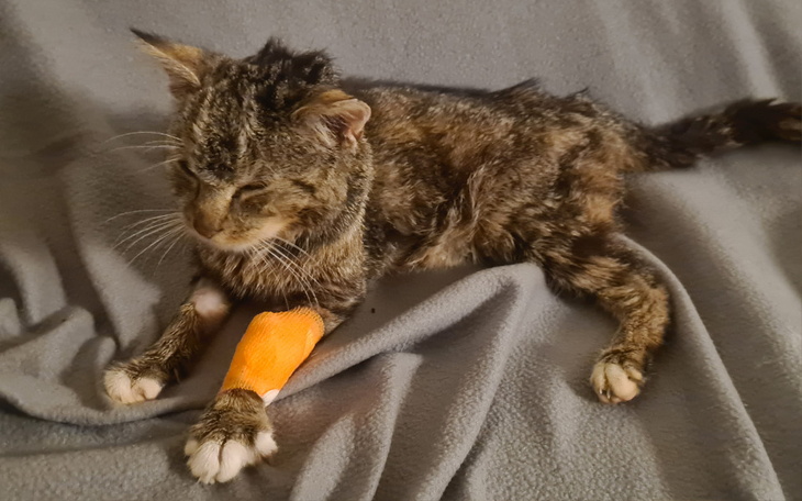 Zbiórka Dzikun - zdjęcie główne