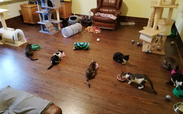 Zbiórka Giardia, leczenie całego stada - zdjęcie główne