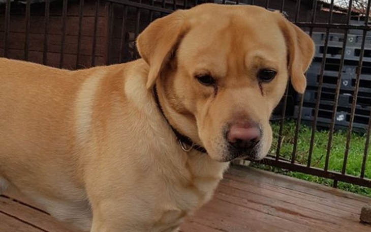 Zbiórka Nowa strona web dla Schroniska - zdjęcie główne