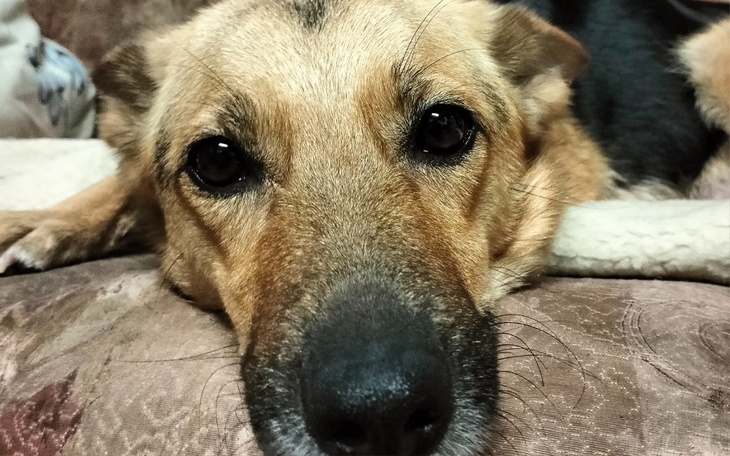Zbliżenie na psa leżącego na kanapie, z wyrazem smutku w oczach.