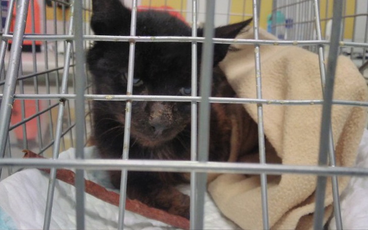 Zbiórka Smerfny Klakier - zdjęcie główne