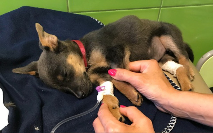 Zbiórka Pomoc dla Abby - zdjęcie główne