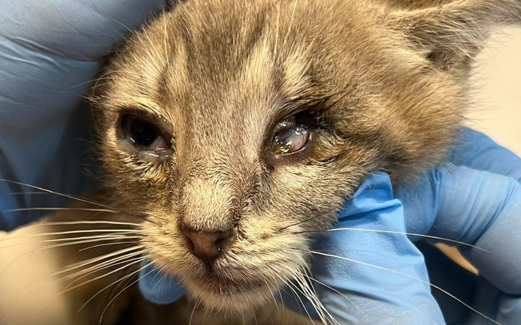 Chory kot z łzawiącymi oczami, potrzebujący pomocy weterynaryjnej.