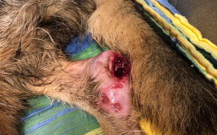 Zbiórka Tarzan walczy o życie - zdjęcie główne