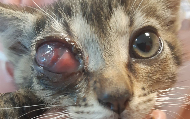 Zbiórka Maluszki bez oczu - zdjęcie główne