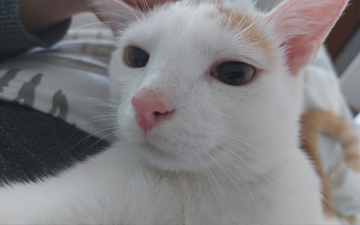 Zbiórka Zbiórka na leczenie rudego - zdjęcie główne