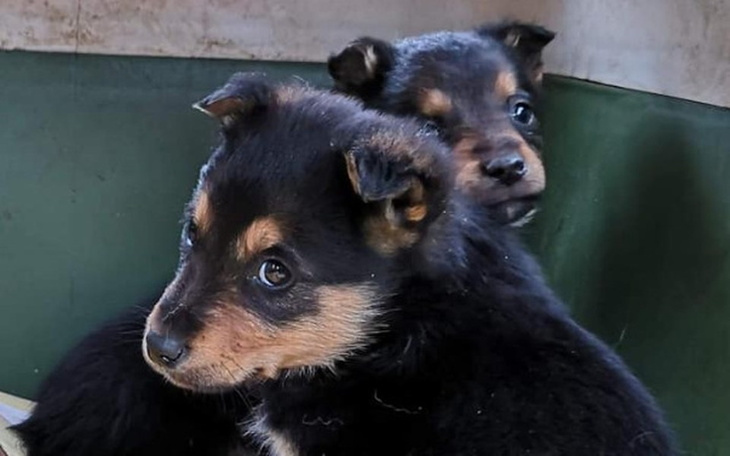 Zbiórka Psie dzieci proszą o wsparcie - zdjęcie główne