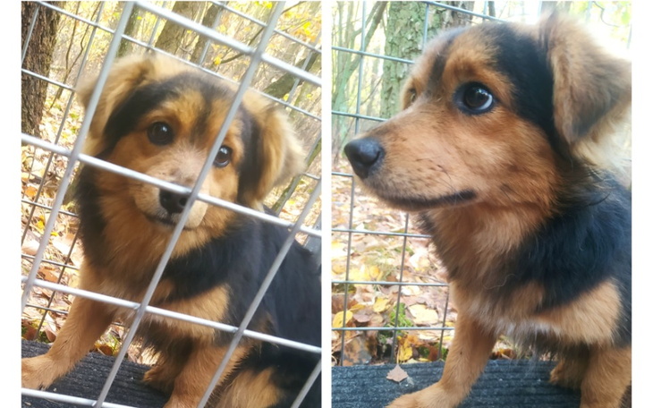 Zbiórka Las to był mój dom. Tobi. - zdjęcie główne