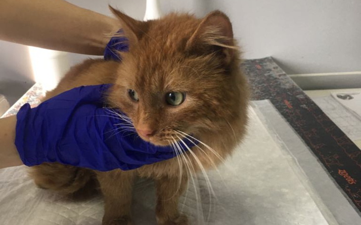 Zbiórka Agat - zdjęcie główne