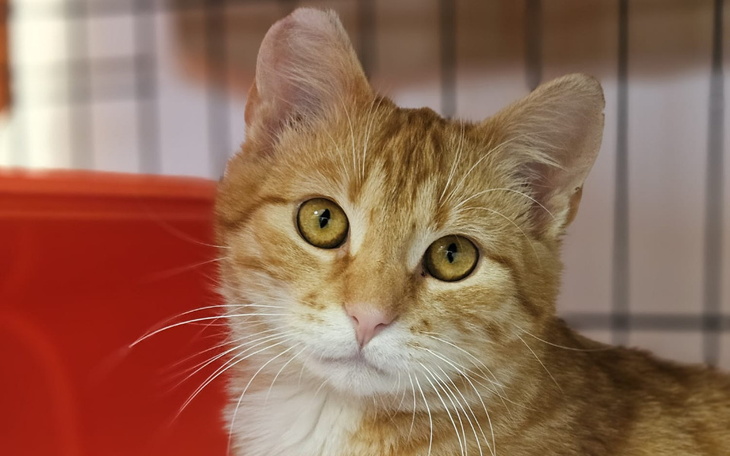 Zbiórka Cynamon walczy z FIP - zdjęcie główne