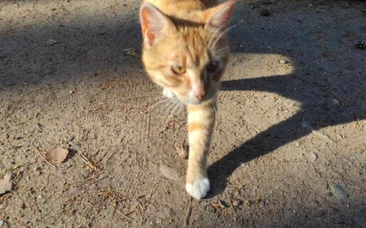 Zbiórka Kastracja Ryśka - zdjęcie główne