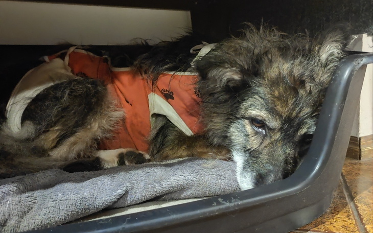 Pies odpoczywający w legowisku, z wyrazem zmęczenia.