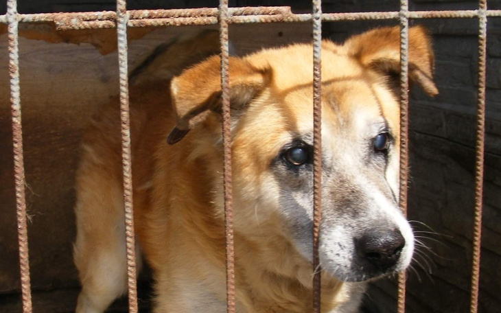 Zbiórka Staruszki uwolnione zza krat. - zdjęcie główne