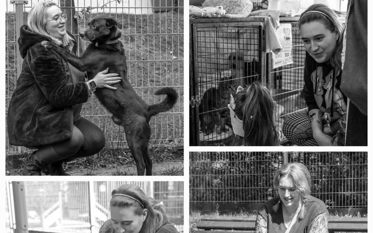 Cztery zdjęcia przedstawiające interakcje ludzi z psami w schronisku.