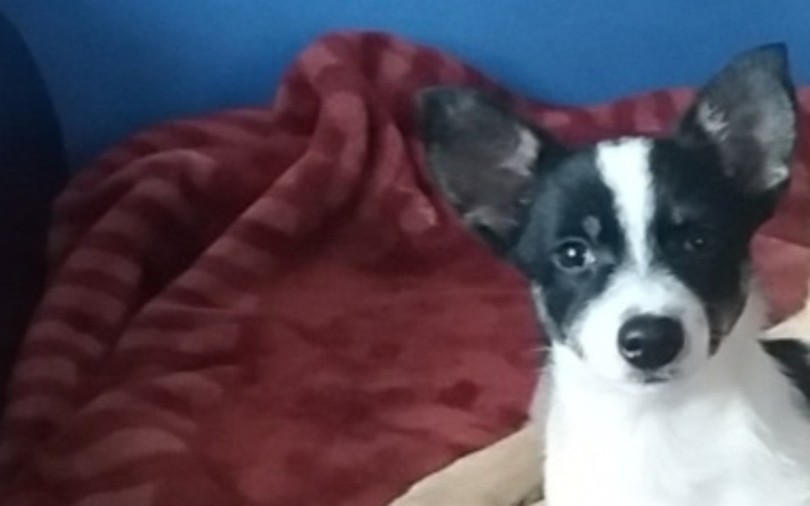 Zbiórka Uratujmy mała Gajke - zdjęcie główne