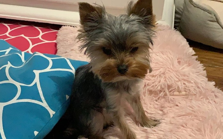 Zbiórka Daysi prosi o pomoc - zdjęcie główne