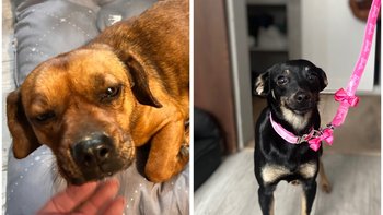 Zbiórka Biegaly szukając jedzenia po wsi - miniaturka zdjęcia