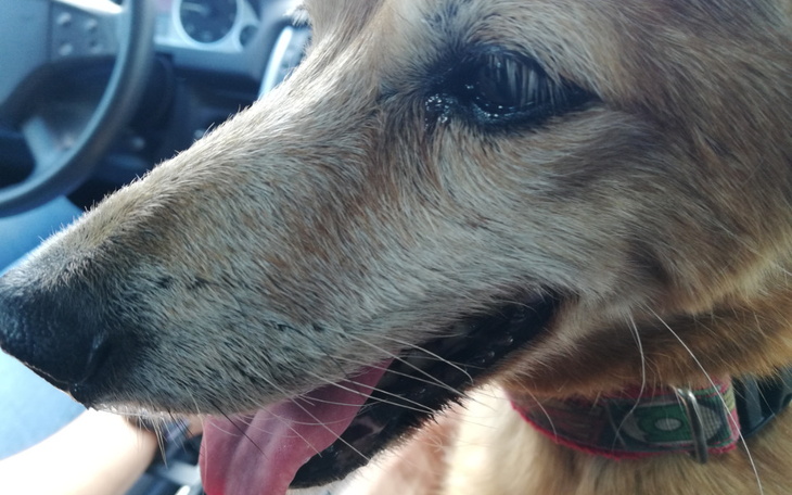 Zbiórka Dermipred dla Eluni - zdjęcie główne