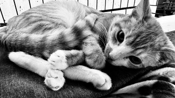 Zbiórka Lipton bez leczenia umrze na FIP - miniaturka zdjęcia