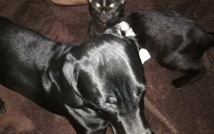 Zbiórka Karma mokra dla zwierząt - zdjęcie główne