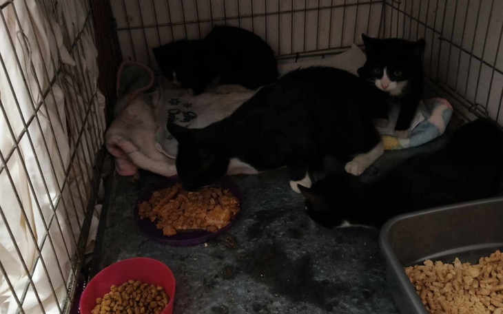 Zbiórka Sterelizacja kociej rodziny - zdjęcie główne