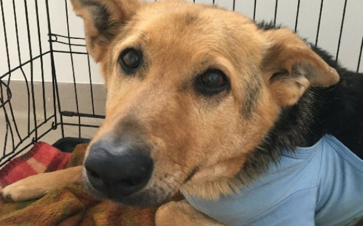 Zbiórka Dzień kundelka - dla Saby - zdjęcie główne