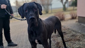 Zbiórka Wielki mały chłopczyk - miniaturka zdjęcia