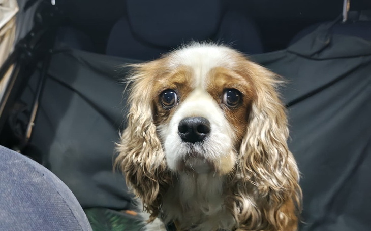 Pies rasy Cavalier King Charles Spaniel z wyrazem smutku.