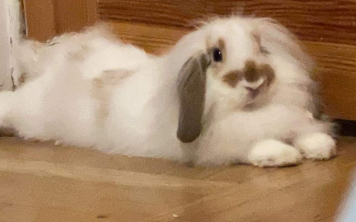 Zbiórka Na kastrację i nową klatkę - zdjęcie główne