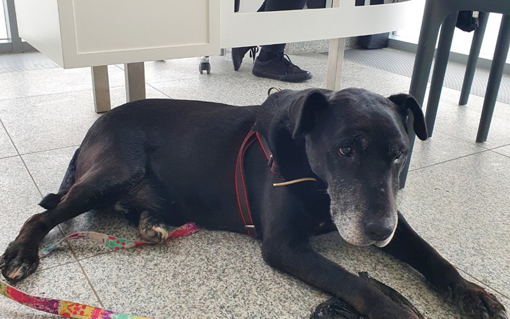 Zbiórka Nowe łapki Rysia zdrowy brzucho - zdjęcie główne