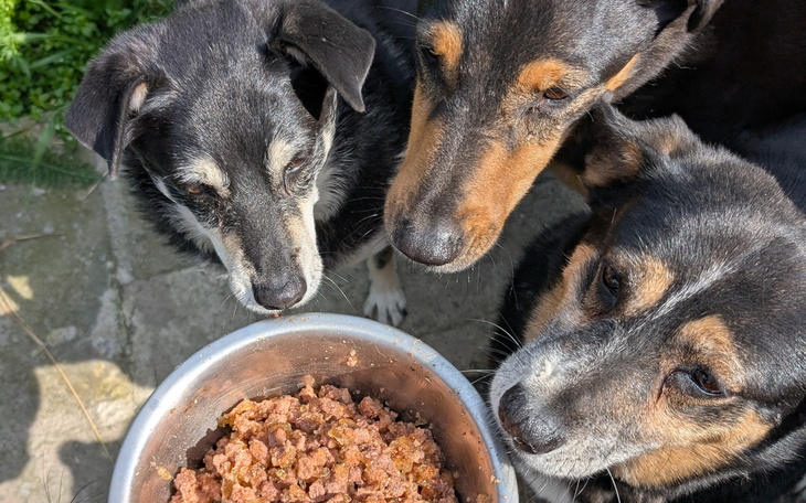 Dwa psy na tle zachodzącego słońca.