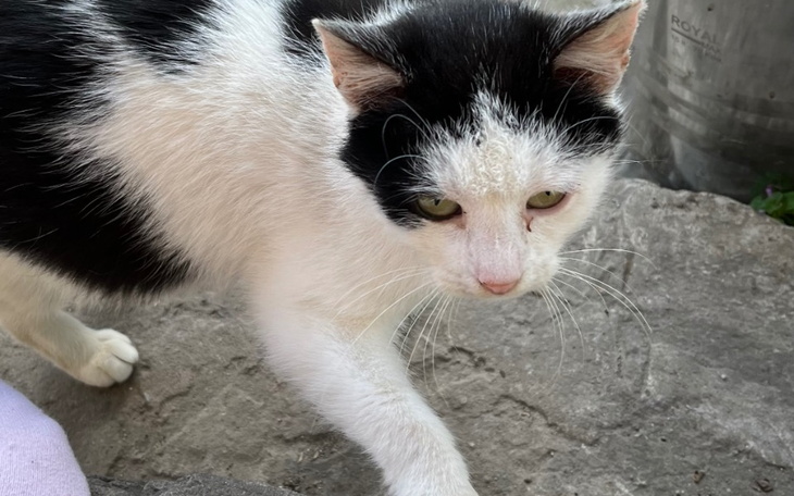 Zbiórka Kastracja aborcyjna kotki - zdjęcie główne