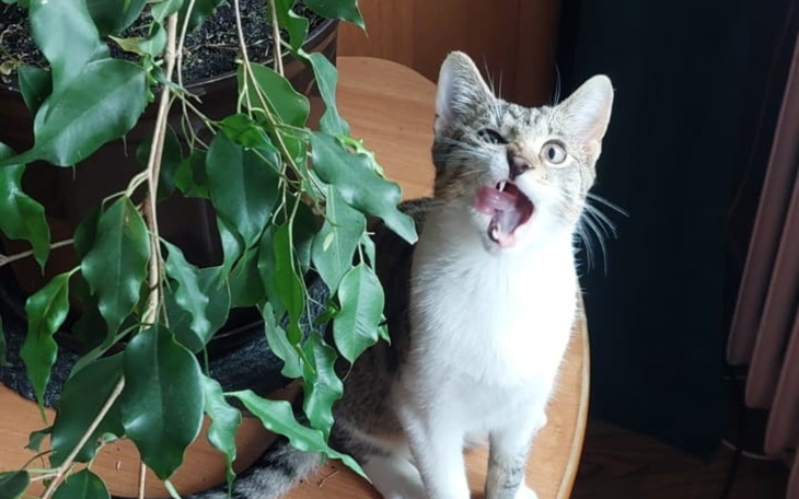 Kot z szeroko otwartą paszczą, siedzący obok rośliny.